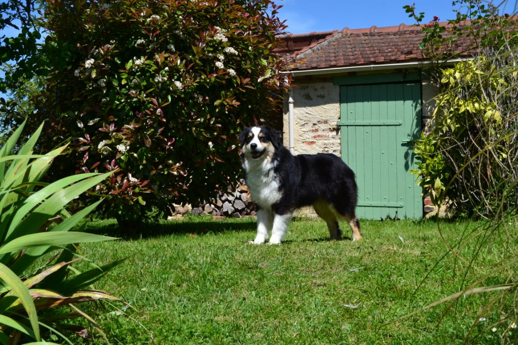 Shade's in the sky of eriador des Franch'Balzanes