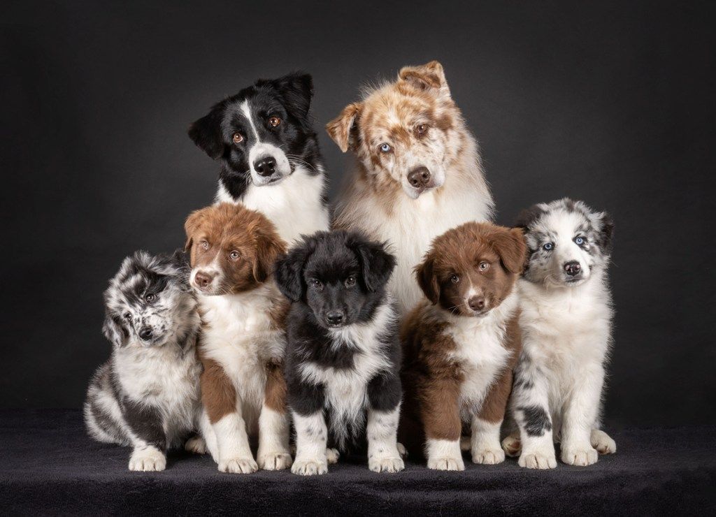 Chiot Berger Australien Du Royaume D'Eriador