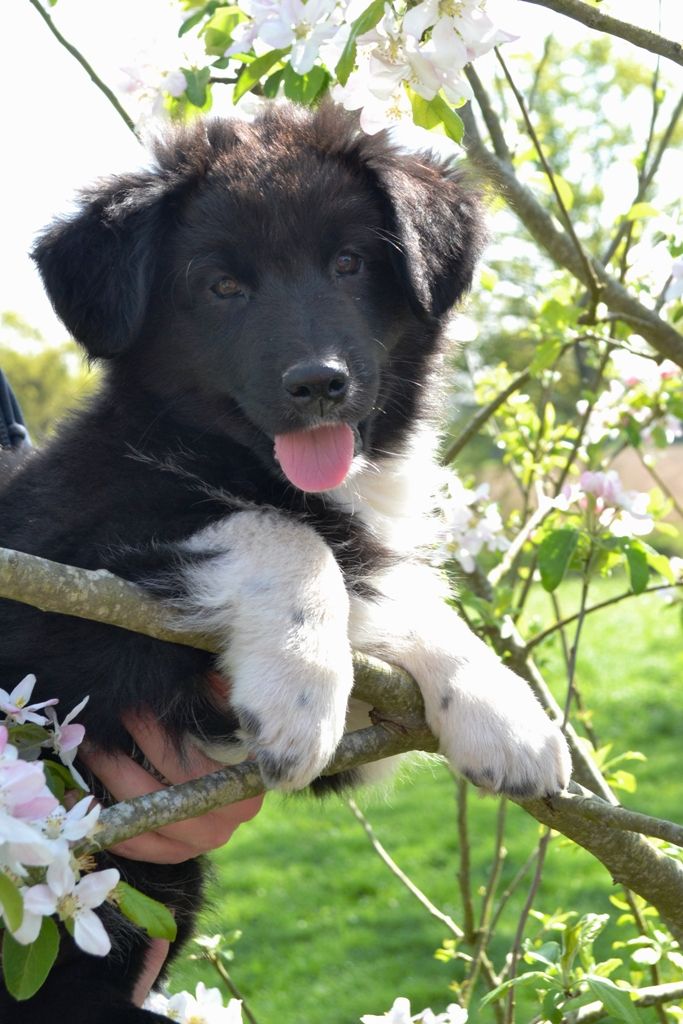 Du Royaume D'Eriador - Chiots disponibles - Berger Australien