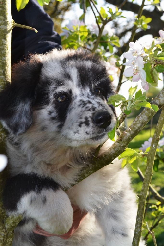 Du Royaume D'Eriador - Chiots disponibles - Berger Australien